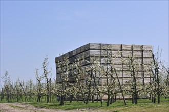 Orchard with cherry trees blossoming (Prunus avium, Cerasus avium) and piled up wooden crates for