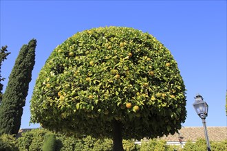 Orange tree in gardens of the Alcazar de los Reyes Cristianos, Alcazar, Cordoba, Spain, Europe