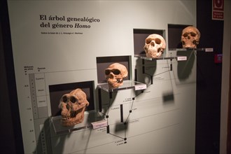 Evolution of Homo Sapiens archaeology museum, Jerez de la Frontera, Cadiz Province, Spain, Europe