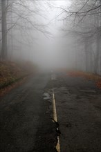 Road through beech woodland obscured by low cloud fog, Shipka Pass, Bulgaria, eastern Europe,