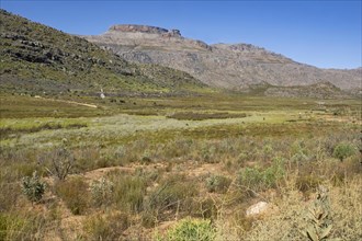 Cederberg mountains near Clanwilliam, Western Cape Province, South Africa, Africa