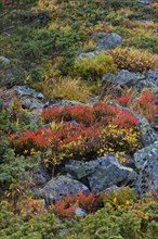 Autumn colours of shrubbery in the mountains of the Swiss National Park at Graubuenden, Grisons in
