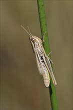 Sharp-tailed grasshopper (Euchorthippus declivus, Acridium declivus), female climbing grass stem