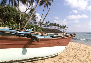 Brightly coloured fishing canoes under coconut palm trees of tropical sandy beach, Mirissa, Sri