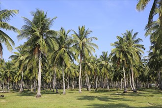 Coconut tree plantation, Pasikudah Bay, Eastern Province, Sri Lanka, Asia