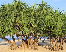 Pandanus palm trees growing on sandy beach, Nilavelli Trincomalee, Sri Lanka, Asia
