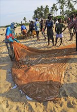 Traditional fishing catch landed in net Nilavelli beach, near Trincomalee, Eastern province, Sri