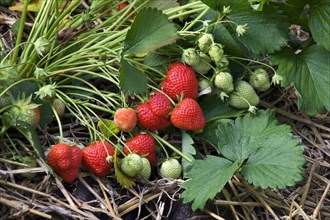 Cultivation of strawberries (Fragaria) in plastic greenhouses, Belgium, Europe