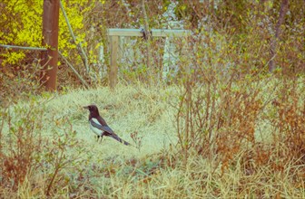 Magpie standing on dry brown patch of grass with yellow flowers in background