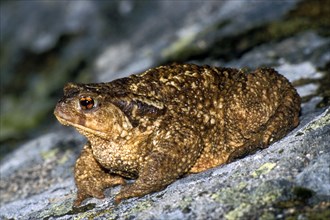 Common toad, European toad (Bufo bufo) on rock