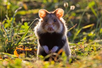 Alert European hamster, Eurasian hamster, black-bellied hamster, common hamster (Cricetus cricetus)