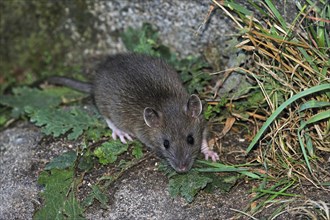 Juvenile Brown rat (Rattus norvegicus), France, Europe