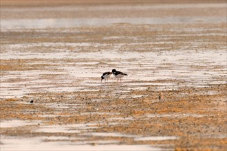 Oystercatcher, two birds looking for food on an empty beach, North Sea, Foehr, Germany, Europe