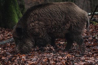 A wet wild boar rummaging through the forest floor for food, Stuttgart, Baden-Wuerttemberg,