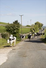 Cattle being walked home for milking, near Clapham, Yorkshire Dales national park, England, UK