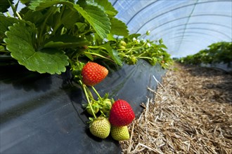 Cultivation of garden strawberries (Fragaria x ananassa) in plastic greenhouse, Germany, Europe