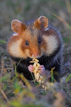 European hamster, Eurasian hamster, common hamster (Cricetus cricetus) with full cheek pouches