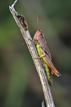 Meadow grasshopper (Chorthippus parallelus) female pink colour morph on twig