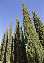 Cupressus sempervirens, cypress trees, Jerez de la Frontera, Spain, Europe