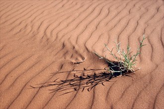 Sand ripples and plant on sand dune in the arid Namib desert, Namibia, South Africa, Africa