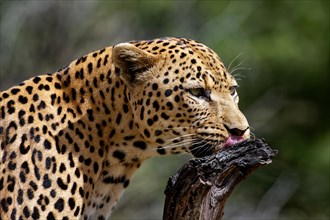 A leopard licks a branch with relish, Gamedrive, Dustembrook Namibia