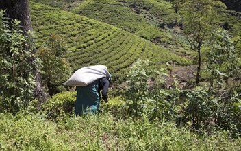 Female worker picking tea leaves on hillside, Nuwara Eliya, Central Province, Sri Lanka, Asia