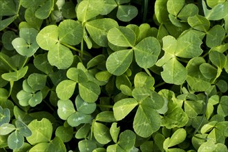 Close up of green clover leaves
