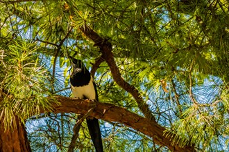 Magpie perched on the branch of an evergreen tree on a sunny afternoon