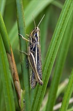 Straw-coloured grasshopper, Jersey Grasshopper (Euchorthippus elegantulus, Euchorthippus