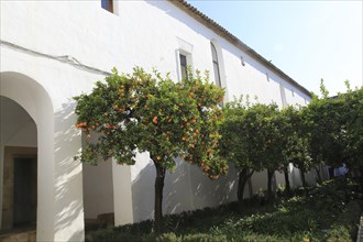 Orange trees in courtyard gardens of the Alcazar de los Reyes Cristianos, Alcazar, Cordoba, Spain,