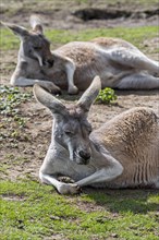 Two red kangaroos (Macropus rufus) resting, native to Australia