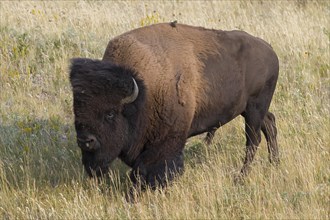 American bison, American buffalo (Bison bison) bull in summer, Waterton Lakes National Park,