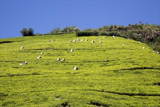 Female workers picking tea leaves on hillside, Nuwara Eliya, Central Province, Sri Lanka, Asia