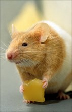 Golden hamster (Mesocricetus auratus) eating cheese