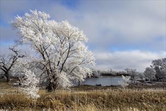 Kearney, Nebraska, Frost on trees along the Platte River on a January day