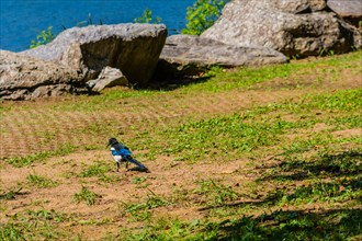 Magpie looking for food on the ground near some large boulders at a lakeside park in South Korea