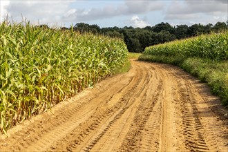 Sandy track in farmland through crop of sweetcorn maize Suffolk Sandlings, Sutton Heath, Suffolk,
