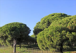 Stone pine trees, Pinus pinea, Parque Natural de Acantilado, Parque Natural de La Brena, Barbate,