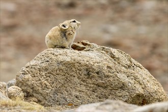 Ladak pika (Ochotona ladacensis), a small mammal, a lagomorph, living in the high mountain meadows,