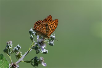 An Emperor Cloak, Argynnis paphia, silver stroke, butterfly sits on a plant and collects nectar,