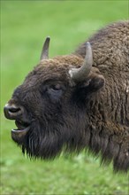 Close up portrait of European bison, wisent (Bison bonasus) bellowing