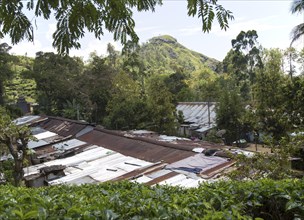 Tamil tea plantation worker housing, Ella, Badulla District, Uva Province, Sri Lanka, Asia vie to