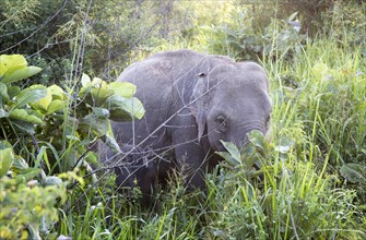 Wild elephants in Hurulu Eco Park biosphere reserve, Habarana, Anuradhapura District, Sri Lanka,