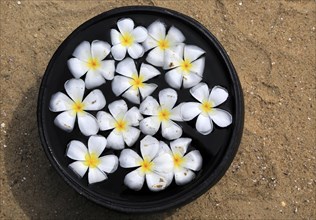 Bowl of floating frangipani flowers, Maalu Maalu Resort hotel beach, Pasikudah Bay, Eastern