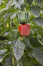 Green and red bell pepper, sweet peppers (Capsicum annuum) growing in greenhouse