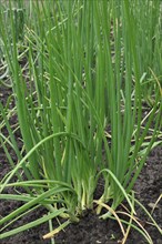 Shallot, Griselle (Allium ascalonicum) plants in field