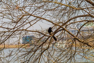 Closeup of a magpie sitting on tree branch with river and buildings in background