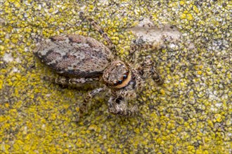Fence post jumping spider (Marpissa muscosa)