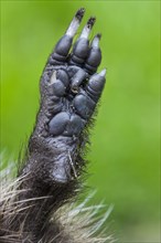 Common European hedgehog (Erinaceus europaeus) foot showing claws, Belgium, Europe