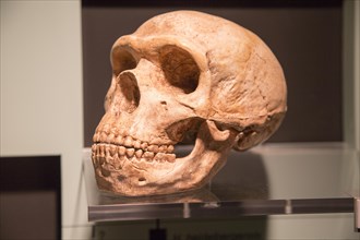Skull of Homo Neanderthalensis, archaeology museum, Jerez de la Frontera, Cadiz Province, Spain,